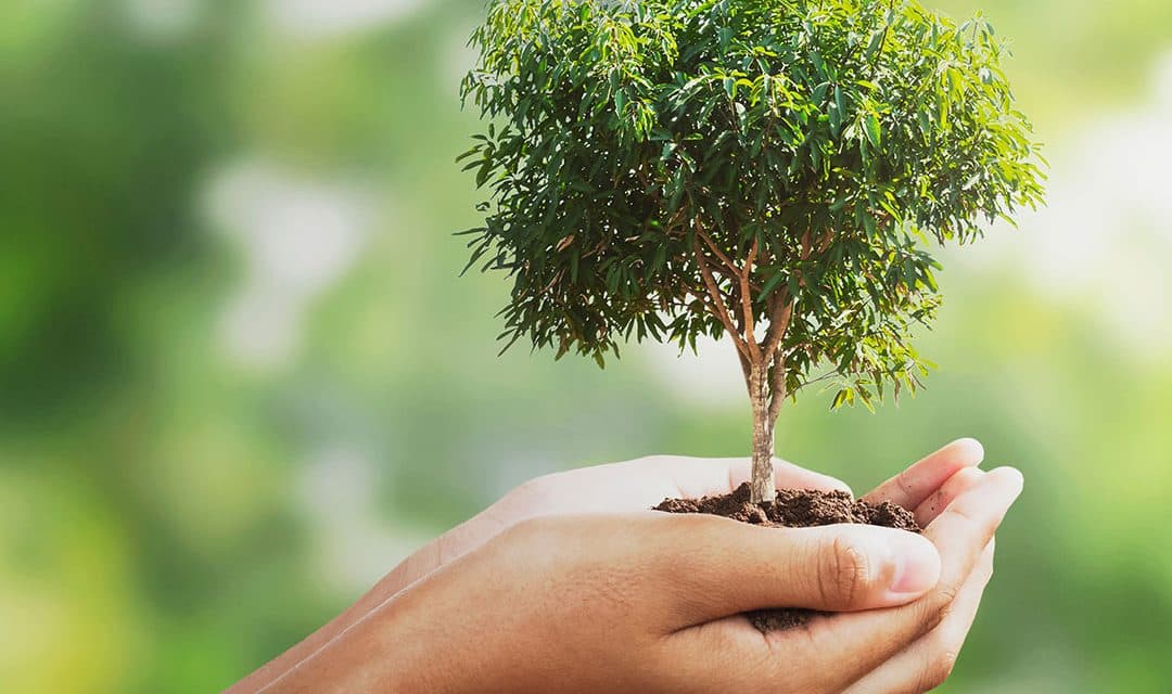 Embracing Sustainability – Exploring the Eco-Friendly Aspects of Goodwill Silicon Valley